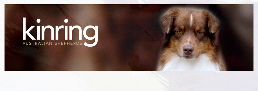 Headshot of brown and white Aussies with a distressed brown background