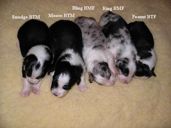 5 puppies sleeping on the carpet.