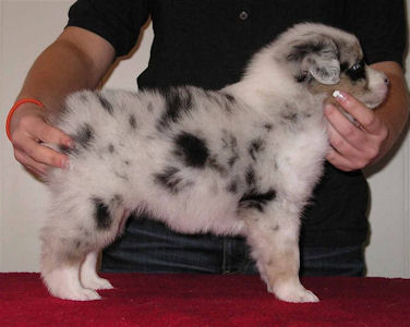 3 male puppies sleeping on the carpet.