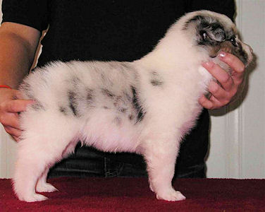 3 male puppies sleeping on the carpet.
