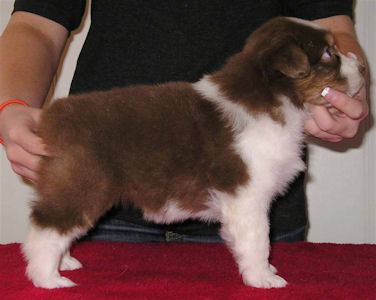 3 male puppies sleeping on the carpet.