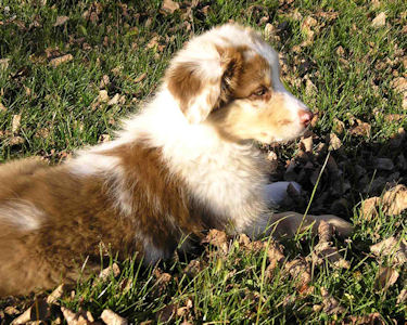 black tri male, standing