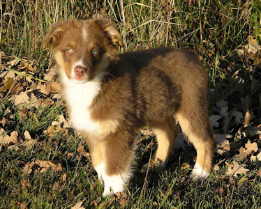 Blue Merle male, standing.