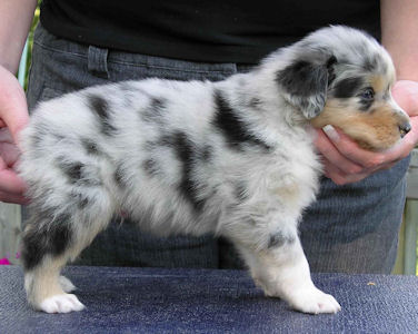 Blue Merle male, standing.