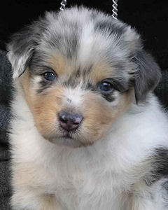 Blue Merle male, headshot.
