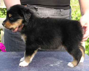 black tri male, standing