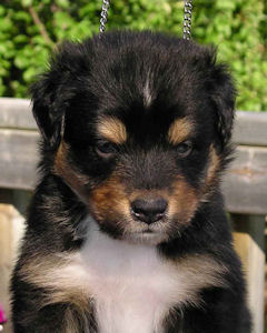 Black Tri male head shot.
