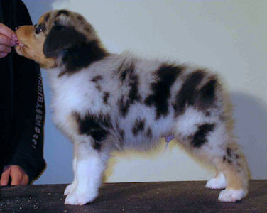 Blue Merle male, standing.
