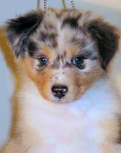 Blue Merle male, headshot.