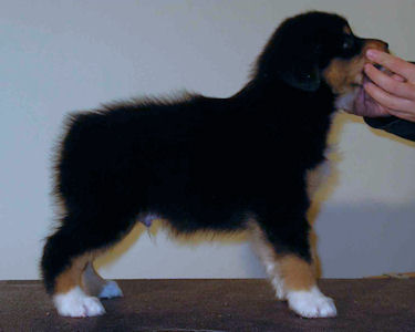 black tri male, standing