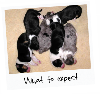 5 newborn puppies sleeping on the floor with title "What to expect"