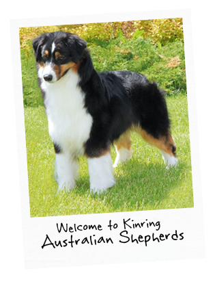 dog standing in grass with title: Welcome to Kinring Australian Shepherds and Corgi