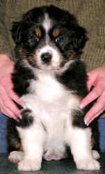 Black tri female being held- close up